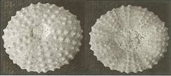 Top and bottom photos of phymotaxis mansfieldi